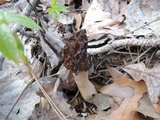 Morchella septentrionalis image
