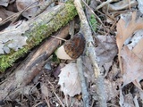 Morchella septentrionalis image