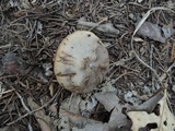 Discina ancilis image