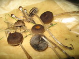 Psathyrella bipellis image