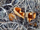 Caloscypha fulgens image