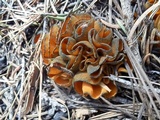 Caloscypha fulgens image