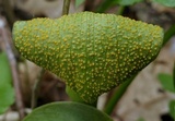 Uromyces ari-triphylli image