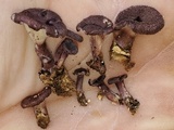 Panus strigellus image