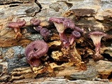 Panus strigellus image