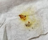 Ionomidotis fulvotingens image