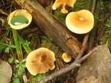 Pholiota alnicola image