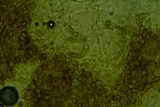 Ionomidotis fulvotingens image