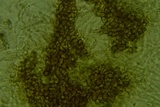 Ionomidotis fulvotingens image
