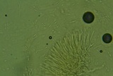 Ionomidotis fulvotingens image