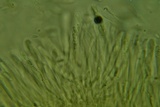 Ionomidotis fulvotingens image