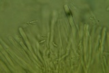 Ionomidotis fulvotingens image