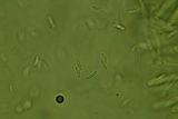 Ionomidotis fulvotingens image