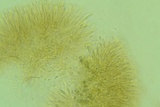 Ionomidotis fulvotingens image