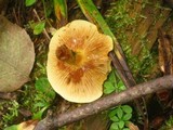 Pholiota alnicola image
