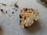 Geopora cooperi image