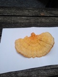 Laetiporus cincinnatus image