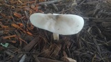 Pluteus petasatus image