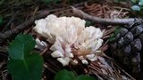 Sebacina schweinitzii image
