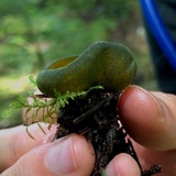 Caloscypha fulgens image