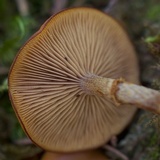 Kuehneromyces lignicola image