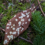 Coccomyces dentatus image