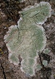Lecanora thysanophora image