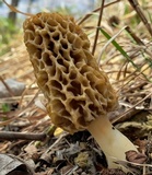 Morchella americana image
