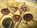 Psathyrella bipellis image