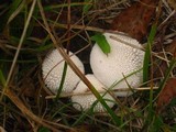 Lycoperdon marginatum image