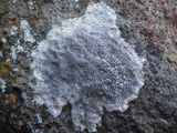 Diploschistes caesioplumbeus image