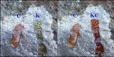 Diploschistes caesioplumbeus image