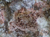 Arthonia calcarea image