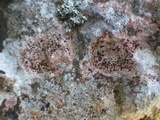 Arthonia calcarea image