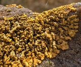 Xanthoria elegans image