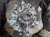 Parmotrema crinitum image