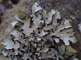 Parmotrema crinitum image