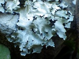 Parmotrema reticulatum image