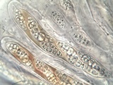 Hysterobrevium smilacis image