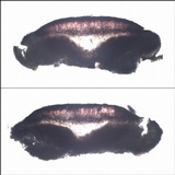 Tephromela atra var. atra image