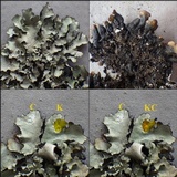 Parmotrema crinitum image