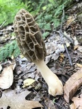 Morchella diminutiva image