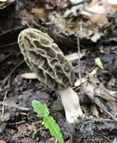 Morchella diminutiva image