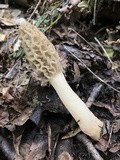 Morchella diminutiva image