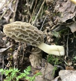 Morchella diminutiva image