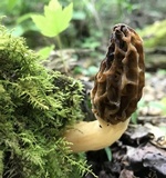 Morchella diminutiva image