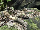 Morchella diminutiva image