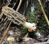 Morchella diminutiva image