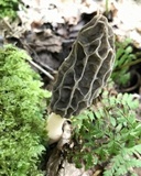Morchella diminutiva image