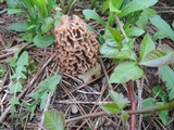 Morchella americana image
